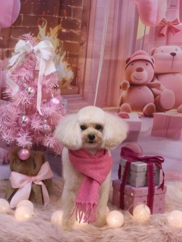 20241223リコちゃん